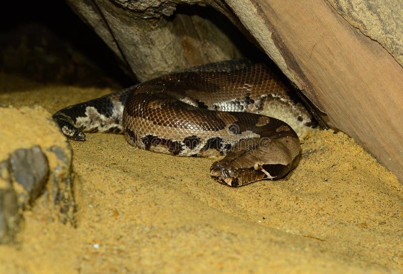 美丽的血蟒 (Python curtus) 在玻璃箱中睡觉