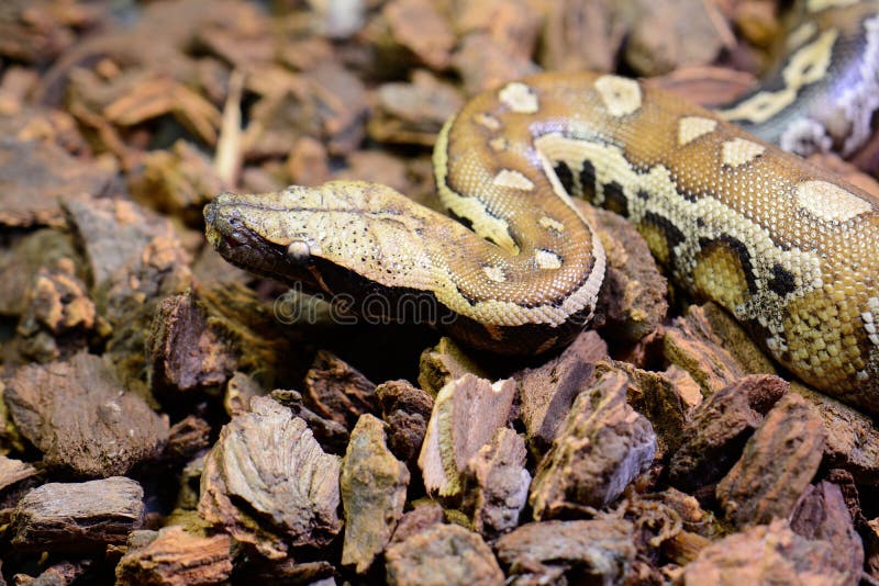 睡觉在玻璃容器的美丽的血液Python (Python curtus)