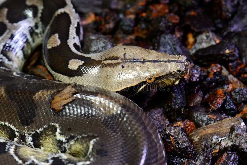 睡觉在玻璃容器的美丽的血液Python (Python curtus)