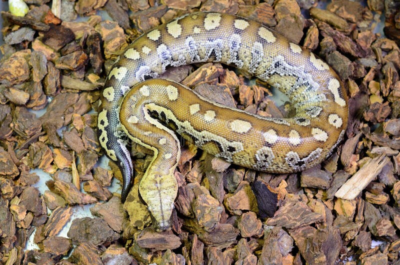 美丽的血蟒 (Python curtus) 在沉睡于饲养箱中