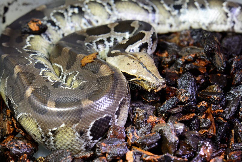 美丽的血蟒 (Python curtus) 在饲养箱中睡觉