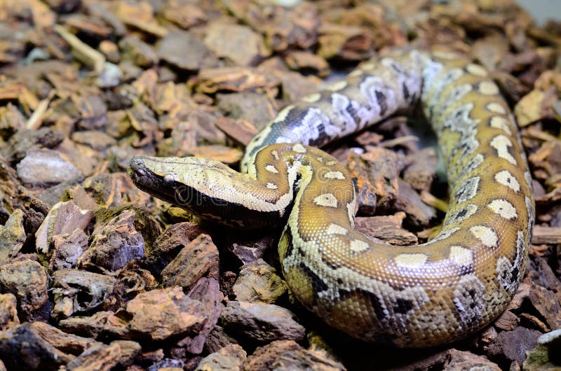 美丽的血蟒 (Python curtus) 在沉睡于饲养箱中