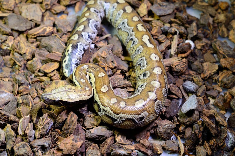 睡觉在玻璃容器的美丽的血液Python (Python curtus)