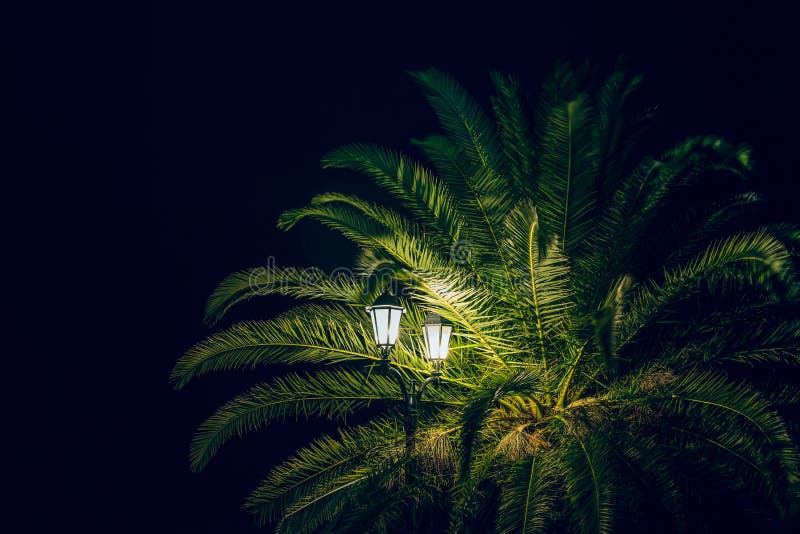 街灯照明灯下夜野公园风景棕榈树的当地景观 免版税图库摄影 街灯照明灯下夜野公园风景棕榈树的当地景观 免版税图库摄影