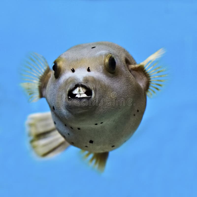 Close up picture od a seal faced Pufferfish. Close up picture od a seal faced Pufferfish.