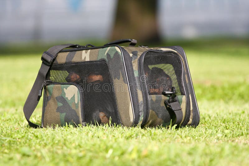 Four dogs in a green carrying bag on a grass. Four dogs in a green carrying bag on a grass