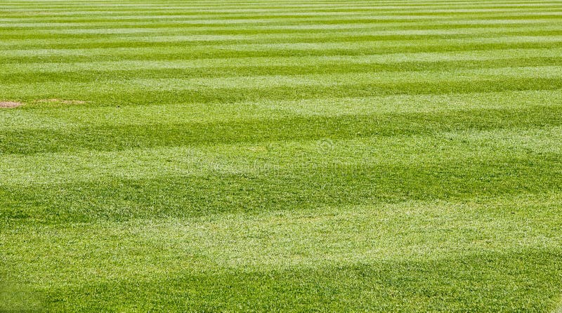 Fresh Cut green grass on a new baseball field. Fresh Cut green grass on a new baseball field