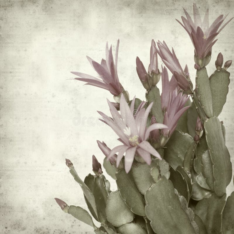 Textured old paper background with Christmas cactus. Textured old paper background with Christmas cactus