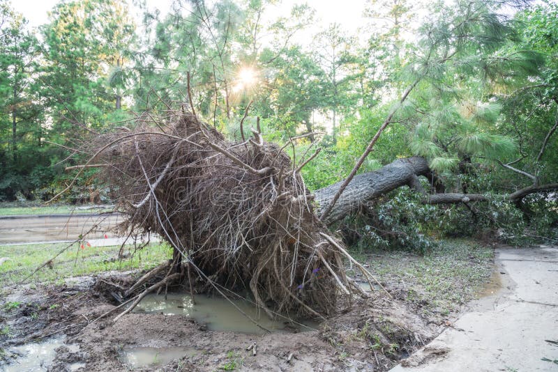 A large live oak tree uprooted by Harvey Hurricane Storm fell on bike/walk trail/pathway in suburban Kingwood, Northeast Houston, Texas, US. Fallen tree after this serious storm came through. A large live oak tree uprooted by Harvey Hurricane Storm fell on bike/walk trail/pathway in suburban Kingwood, Northeast Houston, Texas, US. Fallen tree after this serious storm came through.