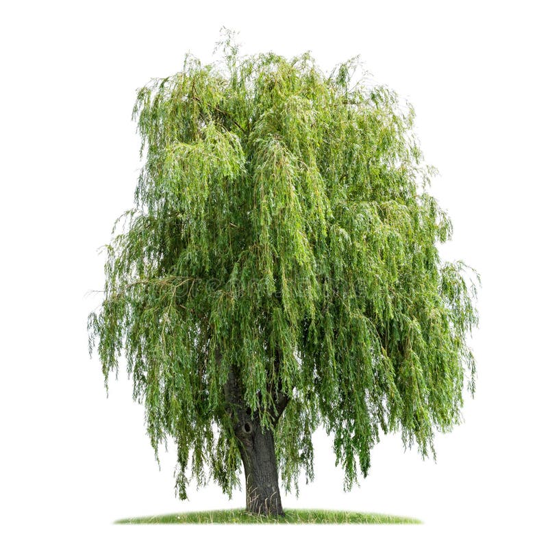 Isolated weeping willow on a white background. Isolated weeping willow on a white background