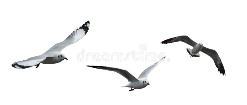 孤立的海鸥 库存照片