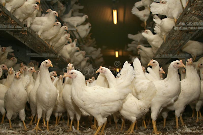 Brown pullets laying in her stall for free. Brown pullets laying in her stall for free