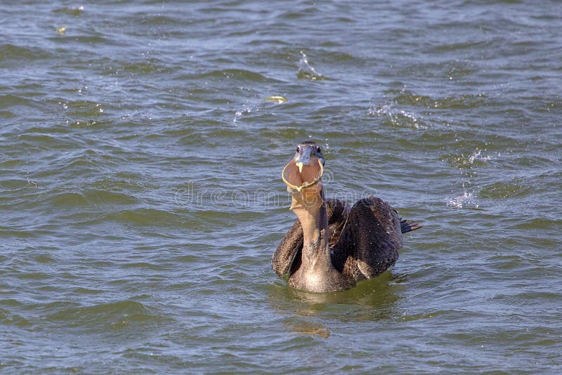 Brown pelican gulping a bunch of fish in agitated water from minnows. Brown pelican gulping a bunch of fish in agitated water from minnows