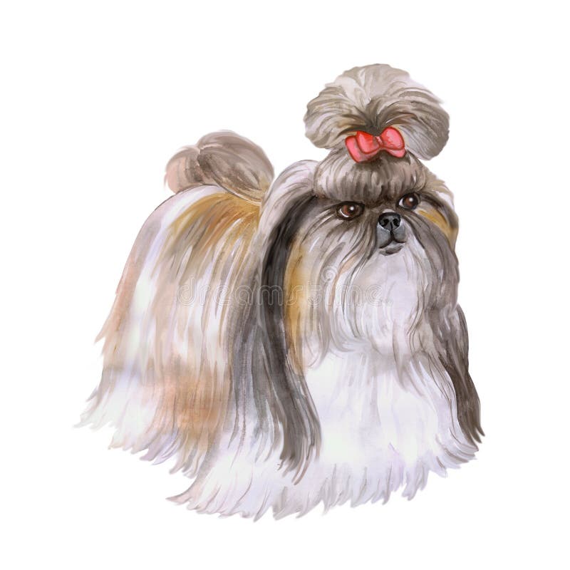 西藏Shih慈济中国狮子狗品种狗水彩画象在白色背景的 向量例证 西藏Shih慈济中国狮子狗品种狗水彩画象在白色背景的 向量例证