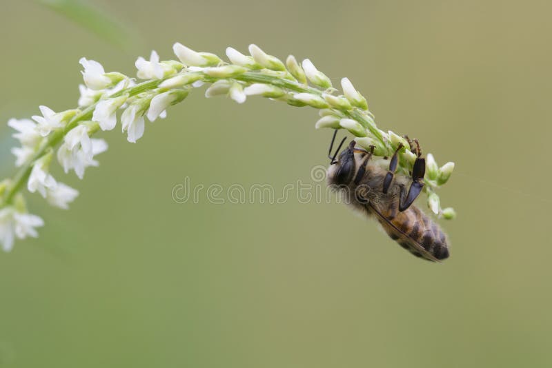 西部蜂蜜蜂, Apis mellifera 库存图片 西部蜂蜜蜂, Apis mellifera 库存图片