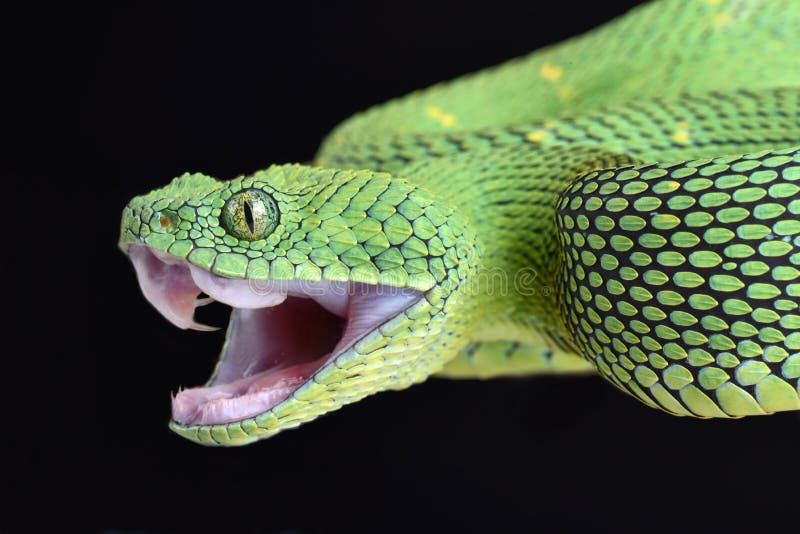 西非灌木蛇蝎Atheris chlorechis攻击 免版税库存图片