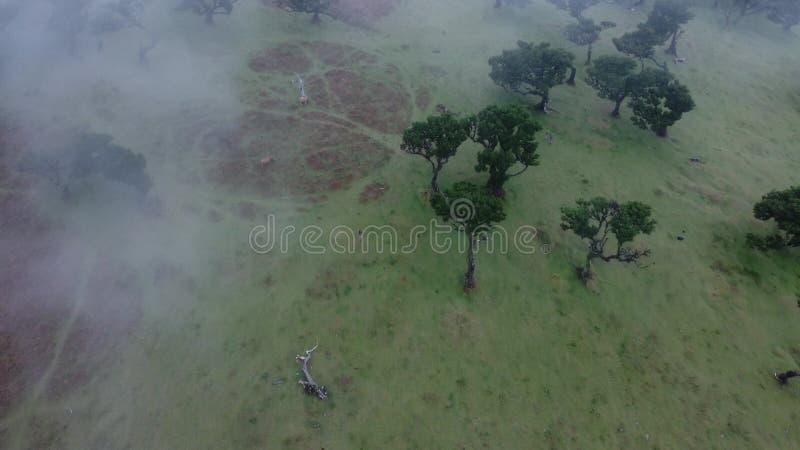 覆盖法纳尔森林的雾在葡萄牙马德拉岛制造神秘气氛 影视素材
