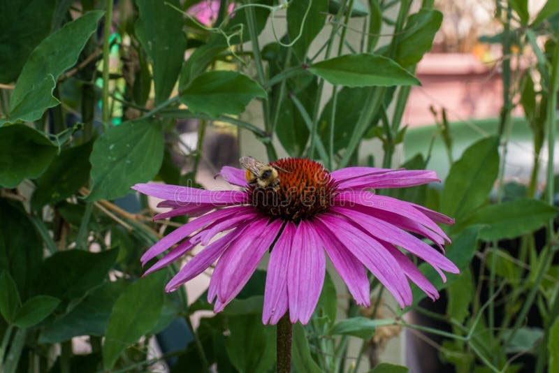 Coneflower with bee 2. Coneflower with bee 2