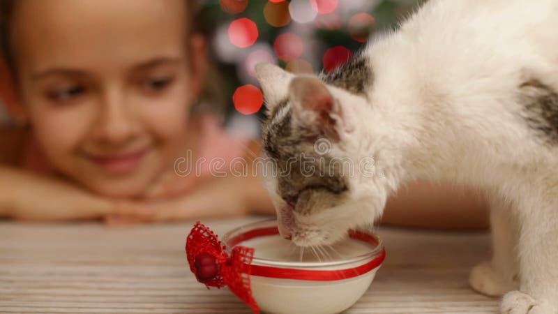 观看小小猫的快乐的女孩吃牛奶在圣诞节时间