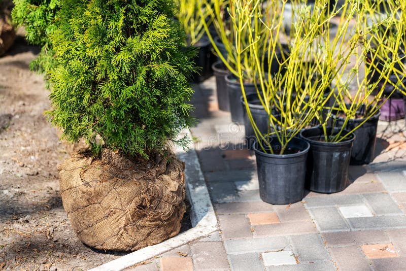 Many thujas tree with burlapped root ball prepared for planting in city park or residential building backyard. Lot of different pots with dogwood and juniper. Gardening and landsacaping, green, agriculture, nature, outdoor, transplanting, dirt, environment, soil, transplantation, care, growth, farming, deciduous, hole, bush, ready, horticulture, work, seedling, landscaping, sackcloth, evergreen, cypress, conifer, hedge, occidentalis, flora, coniferous, landscape, shrub, background, apartment. Many thujas tree with burlapped root ball prepared for planting in city park or residential building backyard. Lot of different pots with dogwood and juniper. Gardening and landsacaping, green, agriculture, nature, outdoor, transplanting, dirt, environment, soil, transplantation, care, growth, farming, deciduous, hole, bush, ready, horticulture, work, seedling, landscaping, sackcloth, evergreen, cypress, conifer, hedge, occidentalis, flora, coniferous, landscape, shrub, background, apartment