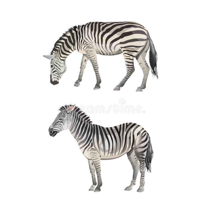 Standing and grazing zebras. Vector illustration isolated on the white background. Standing and grazing zebras. Vector illustration isolated on the white background
