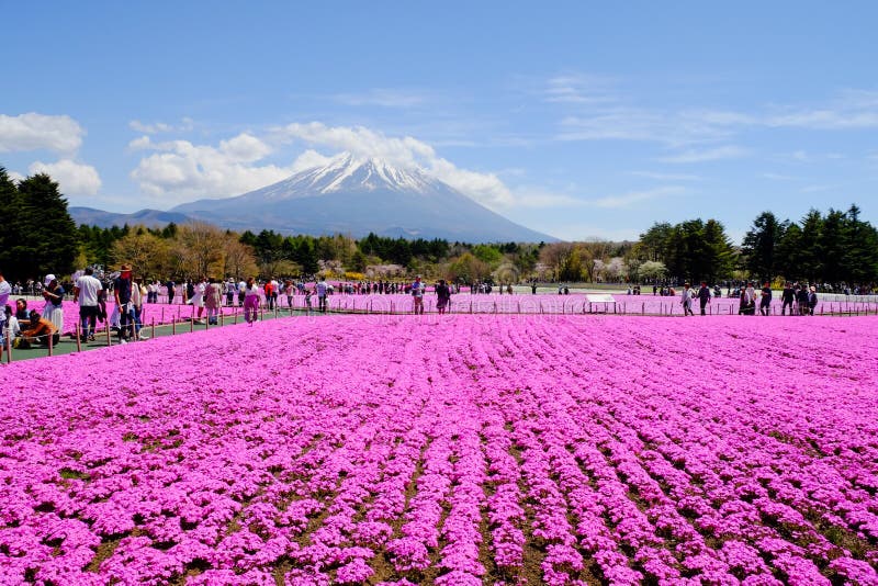 访客享用富士Shibazakura节日的花园,山梨,日本 免版税库存照片 访客享用富士Shibazakura节日的花园,山梨,日本 免版税库存照片
