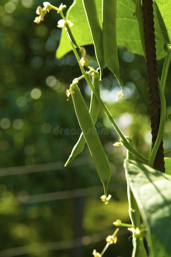 Bean on the branch in the vegetable-garden. Bean on the branch in the vegetable-garden