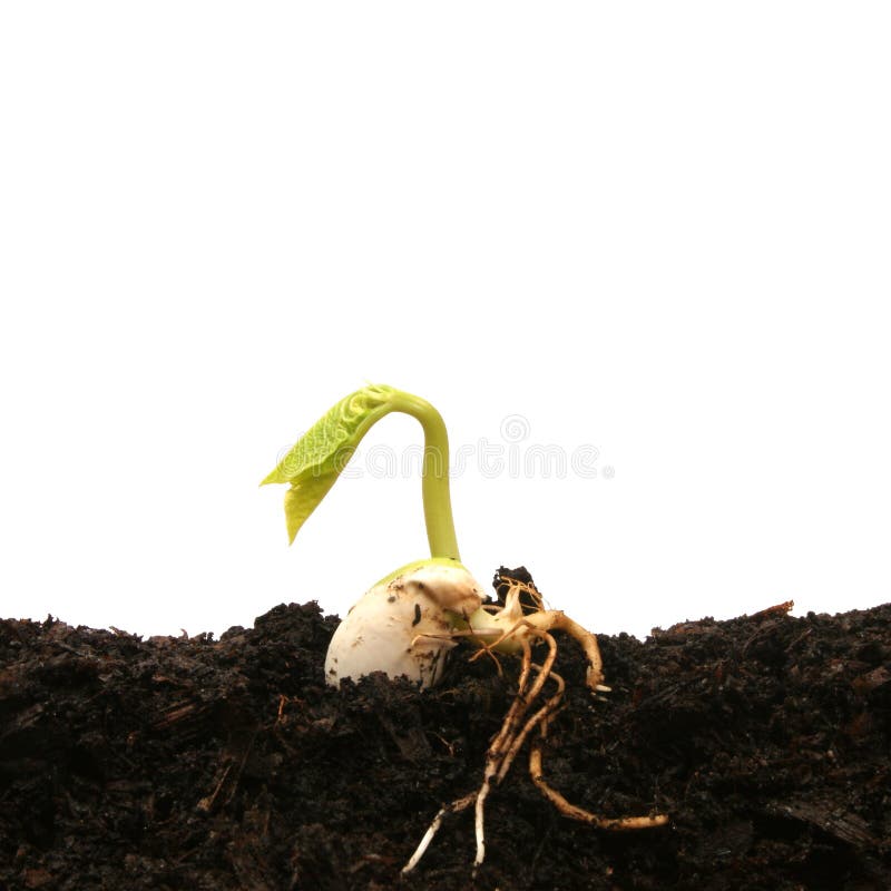 Germinating bean seed in soil against white. Germinating bean seed in soil against white