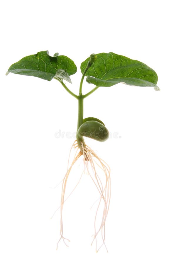 A single bean sprout isolated on a white background, new growth, life, birth. A single bean sprout isolated on a white background, new growth, life, birth.