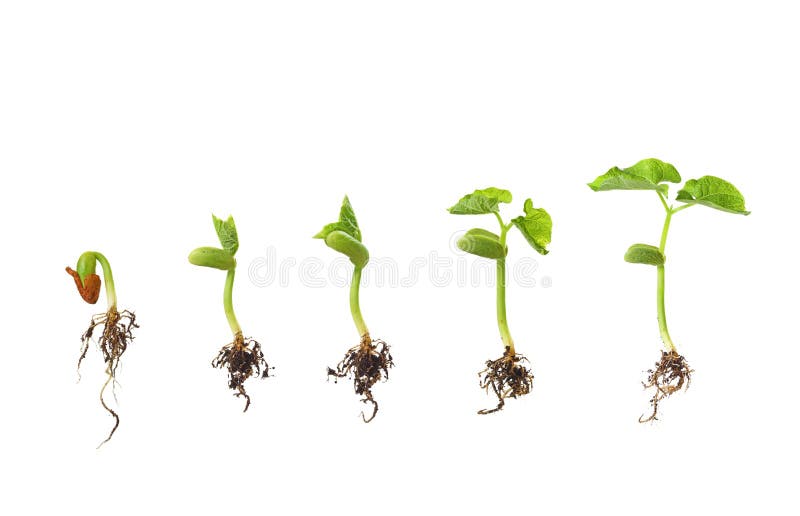 Bean seed germination stages isolated on white. Bean seed germination stages isolated on white