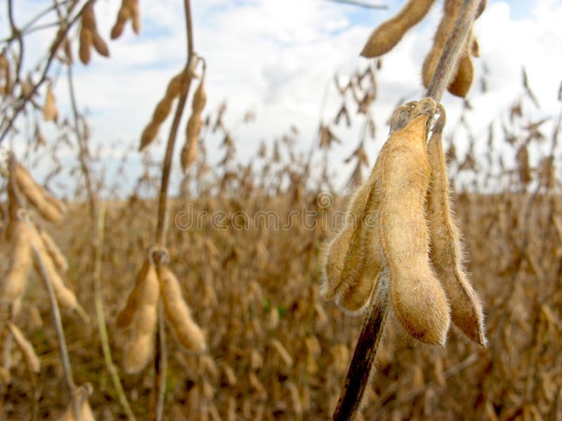 Field of soy bean, intensive farming. Location: CaÃ±ada de Gomez, Argentina. Field of soy bean, intensive farming. Location: CaÃ±ada de Gomez, Argentina