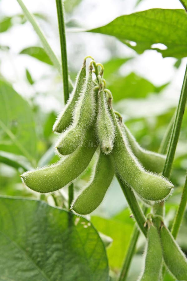 Close up of the soy bean plant in the field. Close up of the soy bean plant in the field