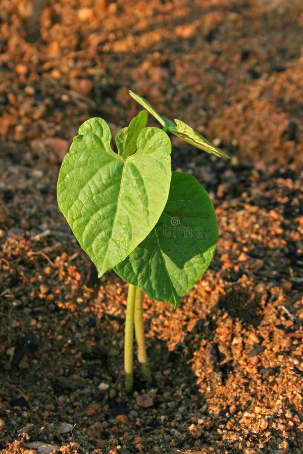 Young bean plant in soft golden morning light. Young bean plant in soft golden morning light