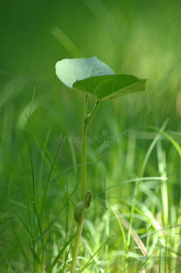 Young bean plant beginning to sprout in a garden. Beautiful soft green color. Young bean plant beginning to sprout in a garden. Beautiful soft green color