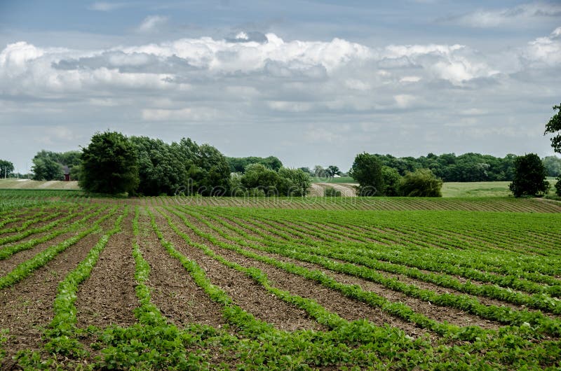 A field of green bean crops growing on a farm under a blue sky with trees in the background. A field of green bean crops growing on a farm under a blue sky with trees in the background