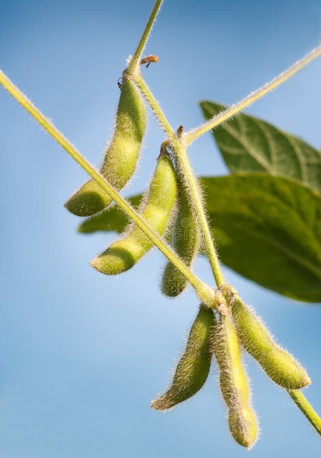 Close up of the soy bean plant in the field. Close up of the soy bean plant in the field