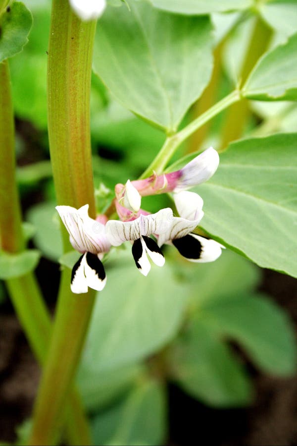 Closeup of blossoming broad bean plant. Closeup of blossoming broad bean plant