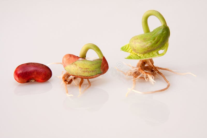 Three bean sprouts showing stages of germination from seed to seedling on white background. Three bean sprouts showing stages of germination from seed to seedling on white background