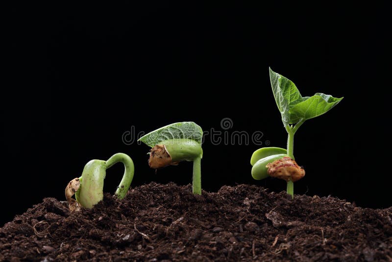 Seedling of bean seed in soil isolated on black. Seedling of bean seed in soil isolated on black