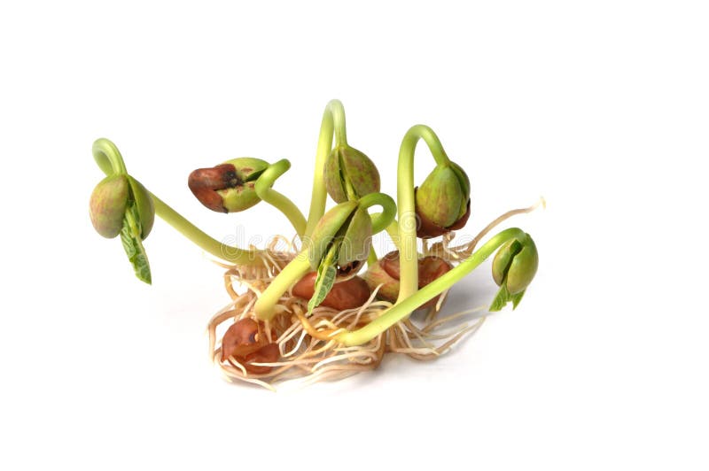 Sprouts of bean isolated on white background. Sprouts of bean isolated on white background