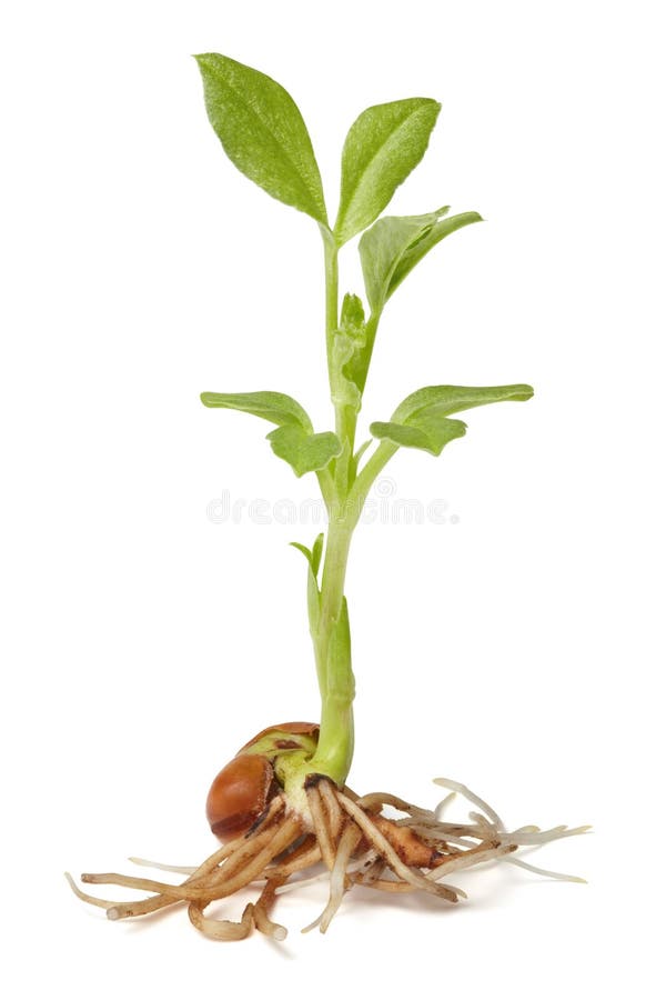 Sprout of bean with roots, isolated on the white background, clipping path included. Sprout of bean with roots, isolated on the white background, clipping path included.