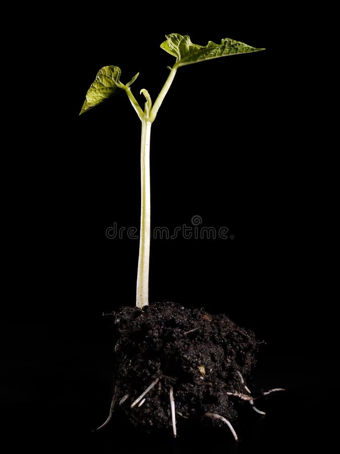 Young bean sprout germination - shot over black background. Young bean sprout germination - shot over black background