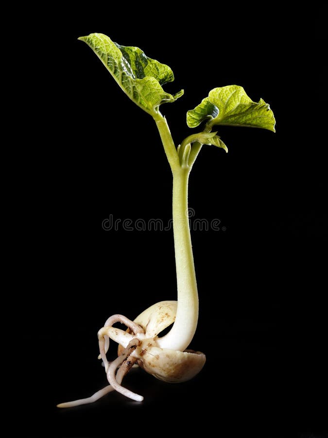 Young bean sprout germination - shot over black background. Young bean sprout germination - shot over black background