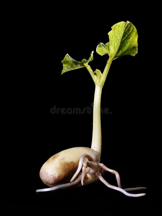 Young bean sprout germination - shot over black background. Young bean sprout germination - shot over black background