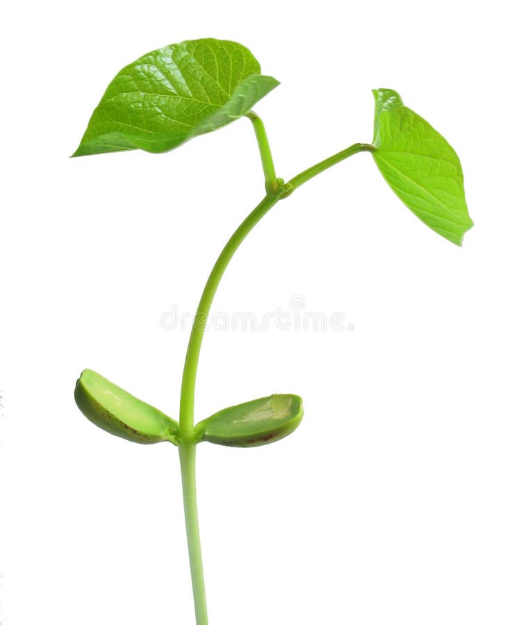 Bean Stalk - Isolated. Bean Stalk - Isolated