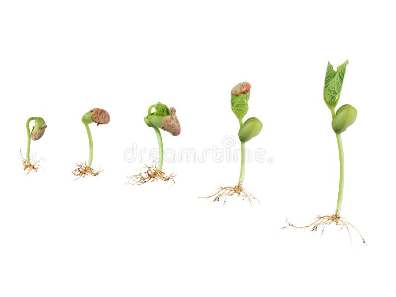 Bean seed germination isolated on white. Bean seed germination isolated on white