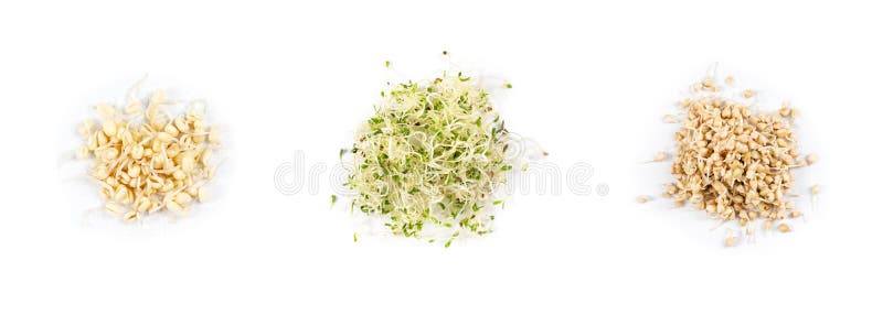 豌豆新芽、发芽的紫花苜蓿种子和发芽的荞麦,在白色背景的微绿色堆 健康的标志 免版税库存照片 豌豆新芽、发芽的紫花苜蓿种子和发芽的荞麦,在白色背景的微绿色堆 健康的标志 免版税库存照片