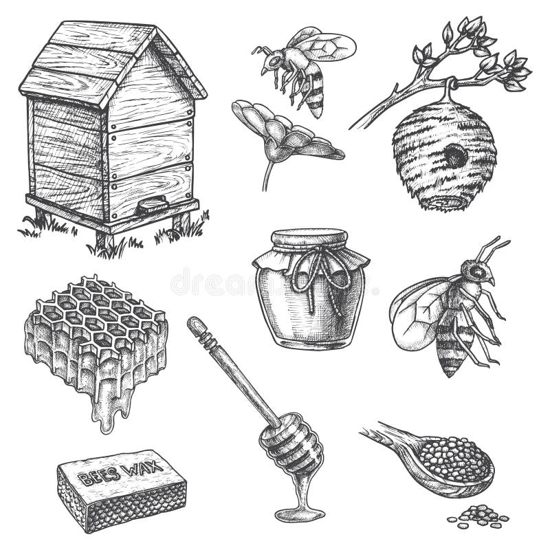 Honey and apiary beekeeping, vector sketch icons of honeycomb, bee hive and wooden dipper spoon. Honey splash drops, bee on flower, propolis and jar port for apiculture products package design. Honey and apiary beekeeping, vector sketch icons of honeycomb, bee hive and wooden dipper spoon. Honey splash drops, bee on flower, propolis and jar port for apiculture products package design