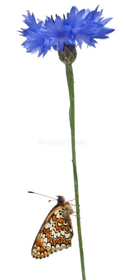 贝母黑矢车菊属melitaea phoebe