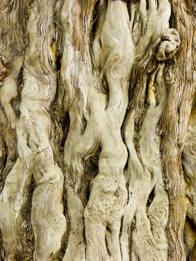 A big and old cypress trunk growing inside Tiantan park Beijing China. A big and old cypress trunk growing inside Tiantan park Beijing China.